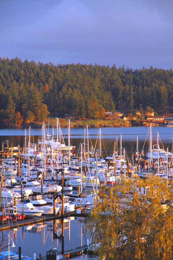 Sunset view of docked boats in Washington